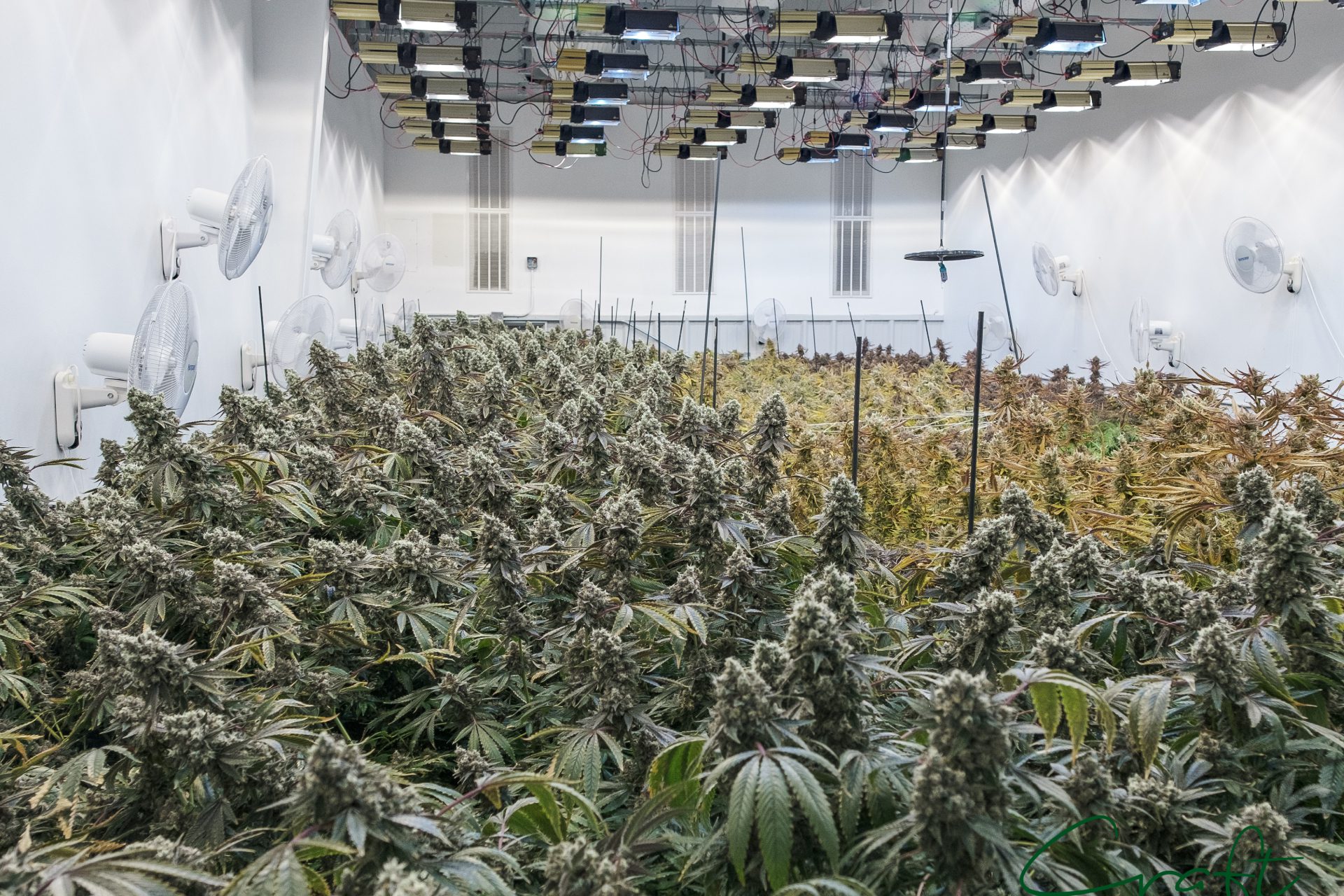 Hybrid Marijuana Flowers Hybrid Marijuana Flowers